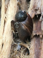 Novisuccinea strigata