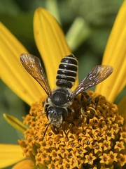 Megachile inimica