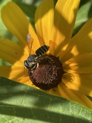 Megachile inimica