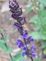 Salvia verticillata
