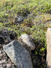 Luzula spicata