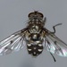 Spilogona maculipennis - Photo (c) Steve Kerr,  זכויות יוצרים חלקיות (CC BY), הועלה על ידי Steve Kerr