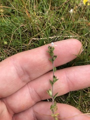 Euphrasia micrantha