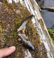 Ambystoma macrodactylum