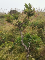 Vaccinium cylindraceum