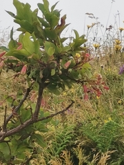 Vaccinium cylindraceum