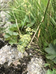 Alchemilla glabra