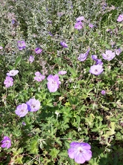 Geranium