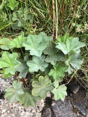 Alchemilla glabra