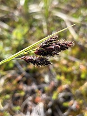 Carex atrata