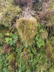 Avenella flexuosa foliosa