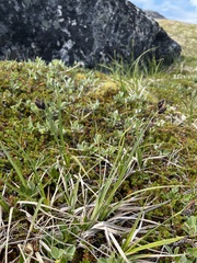 Carex atrata