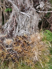 Avenella flexuosa foliosa