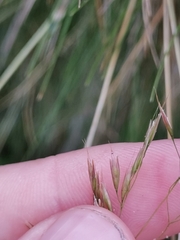 Avenella flexuosa foliosa