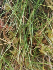 Avenella flexuosa foliosa
