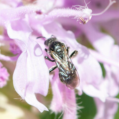 Dufourea monardae