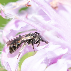Dufourea monardae