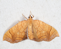 Eulithis gracilineata