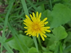 Taraxacum officinale