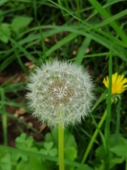 Taraxacum officinale