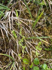 Stellaria calycantha