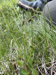 Carex stylosa