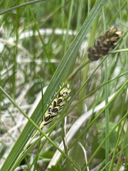 Carex stylosa