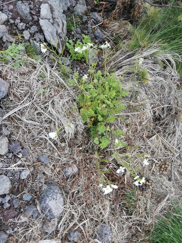 Image of Azorean Bittercress (Cardamine caldeirarum) by (c) Ljaž, some rights reserved (CC BY)