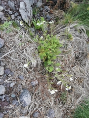 Cardamine caldeirarum