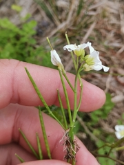 Cardamine caldeirarum