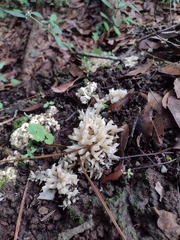 Sebacina sparassoidea