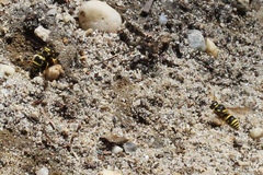 Ancistrocerus lutonidus