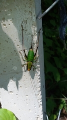 Eupholidoptera schmidti