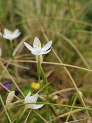 Centaurium scilloides