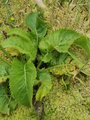 Leontodon hochstetteri