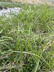Poa glauca