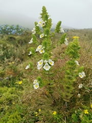 Euphrasia azorica