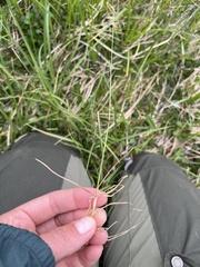 Poa glauca