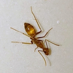 Camponotus