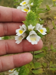 Euphrasia azorica