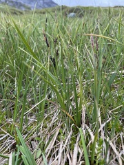 Carex rariflora