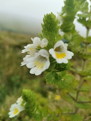 Euphrasia azorica