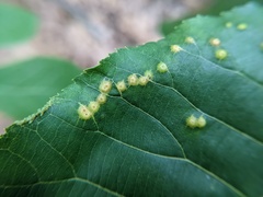 Caryomyia conoidea