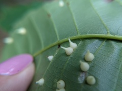 Caryomyia conoidea