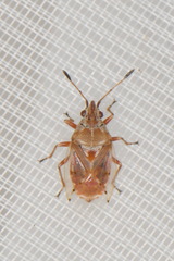 Kleidocerys ericae