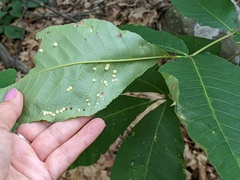 Caryomyia conoidea