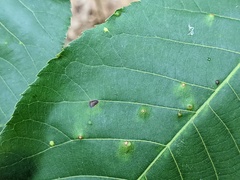 Caryomyia conoidea
