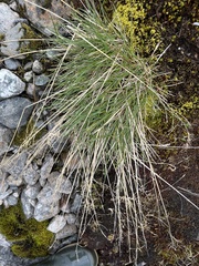 Deschampsia alpina