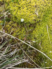 Dichodon cerastoides