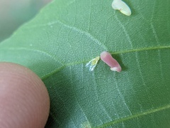 Caryomyia recurvata